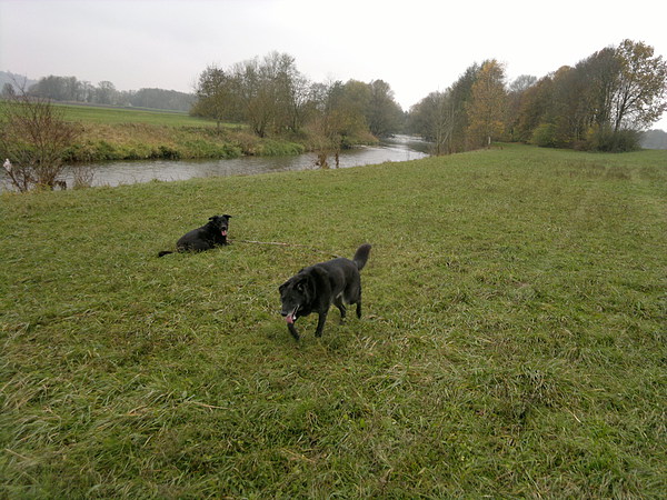 med_Luis und Sam ... k.o.jpg (600 x 450)